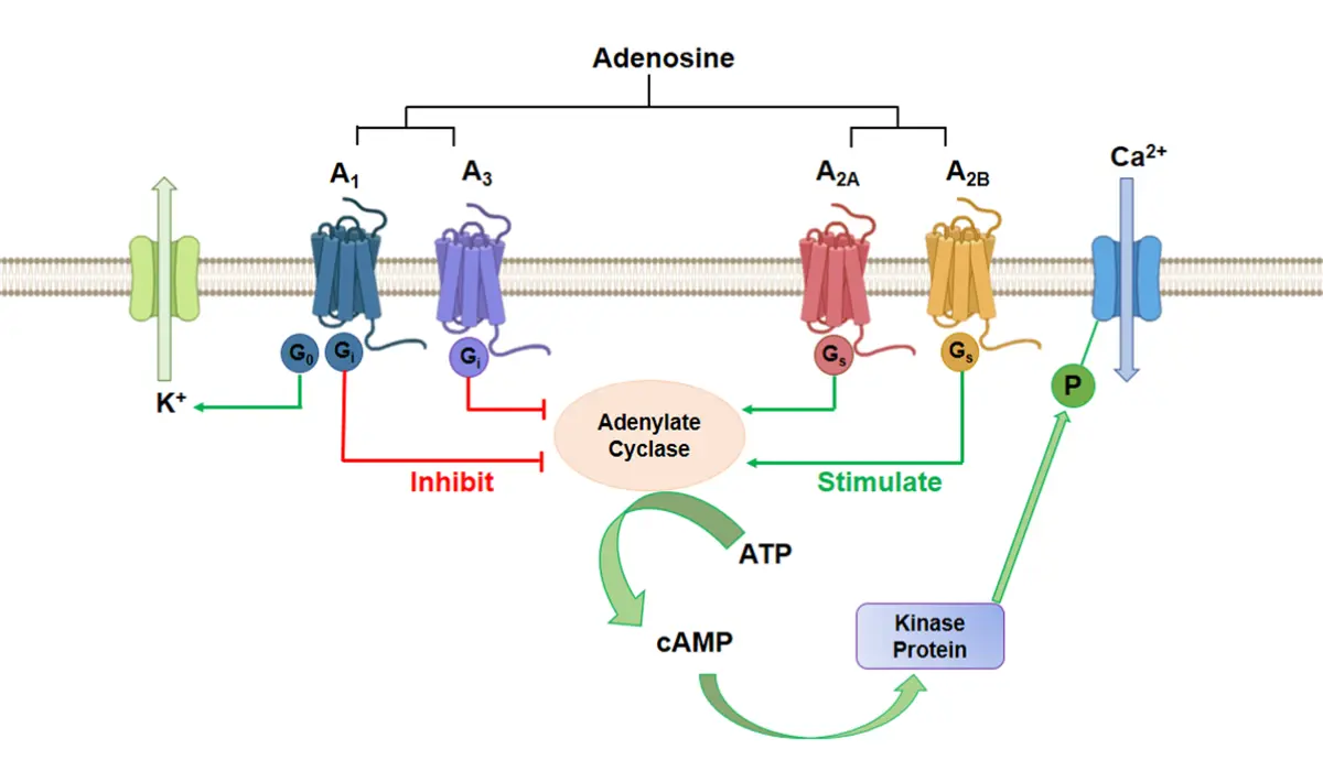 Adenosine Receptors