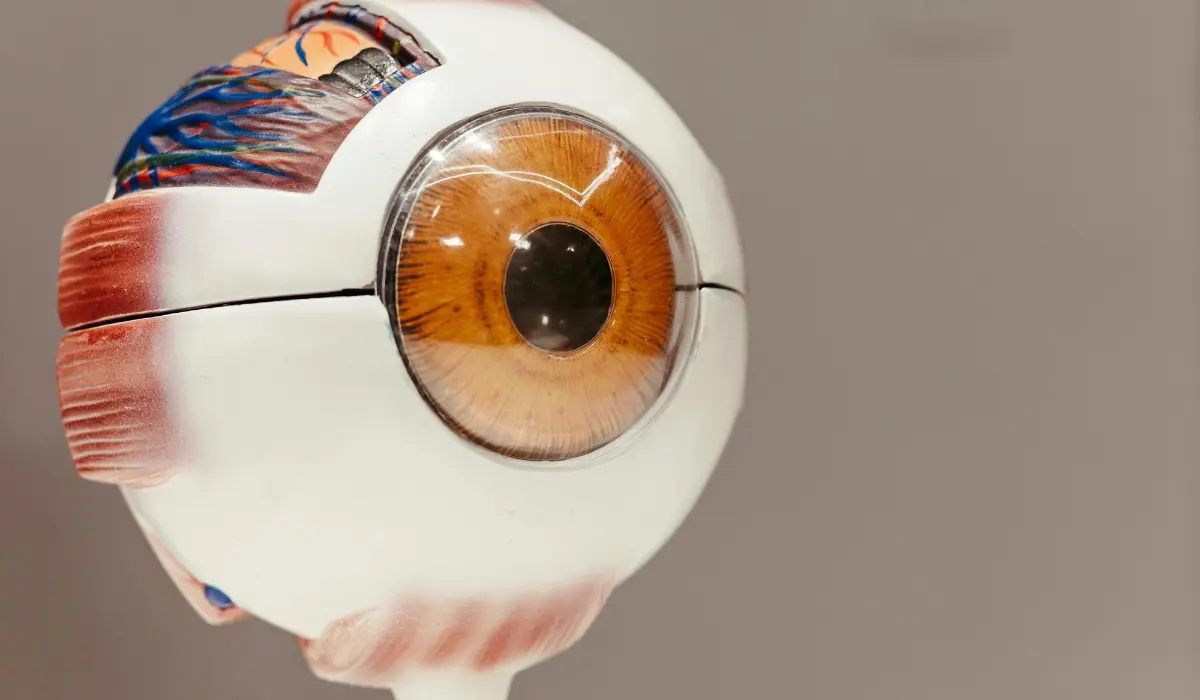 Inferior Rectus Muscle: Function, Anatomy, Pain, and Eye Movement