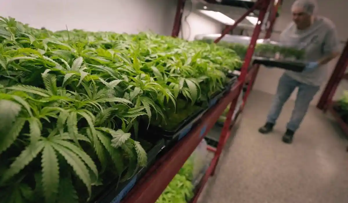 Marijuana Rescheduling Or Regulatory Failure? D.C. Court To Decide