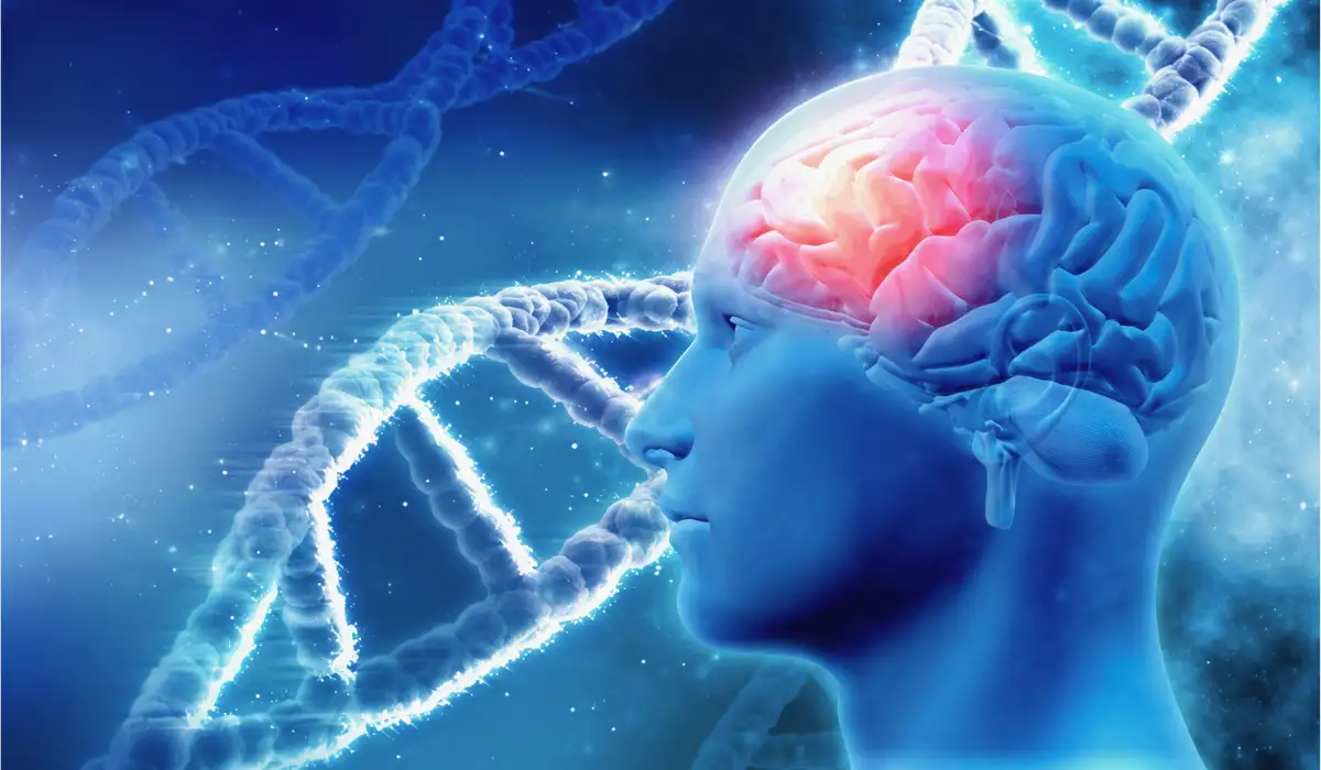 is your brain made of cholesterol